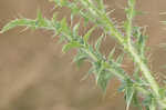 Spiny plumeless thistle